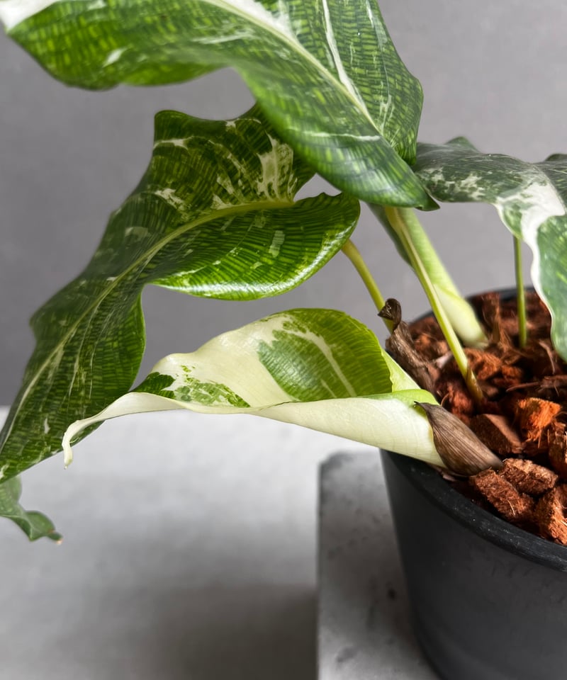 カラテア ムサイカ 斑入 「Calathea musaica variegated」2A |
