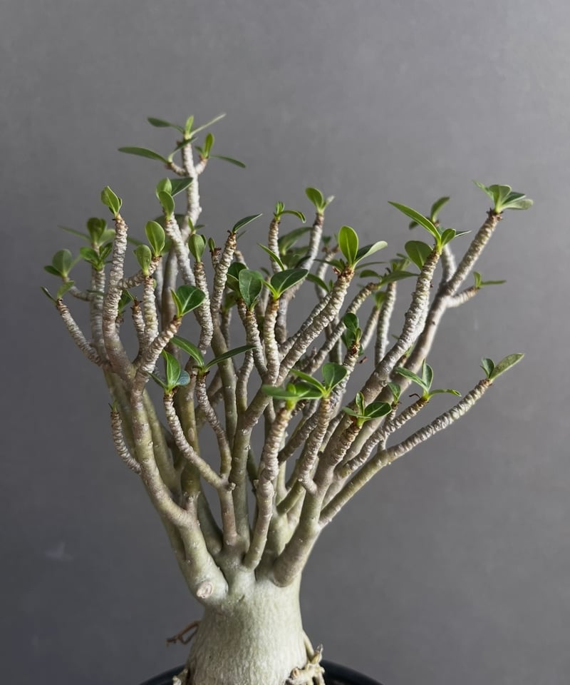 アデニウム オベスム スモールリーフ “選抜個体” 「Adenium obesum