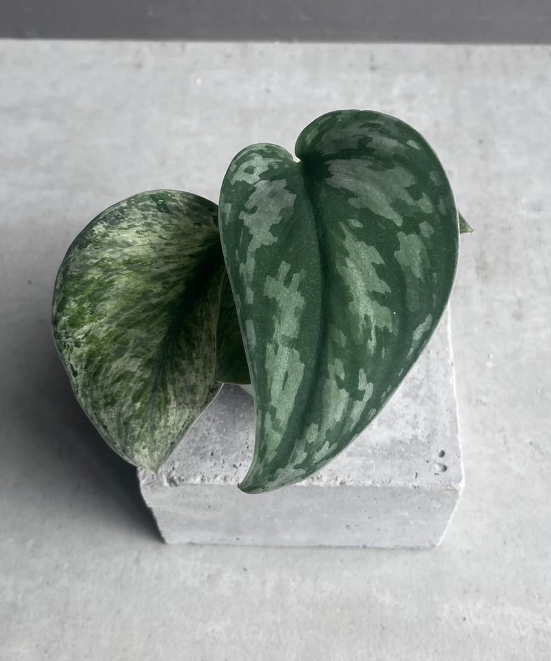 スキンダプサス エキゾチカ ホログラム 「Scindapsus exotica スキンダプサス エキゾチカ ホログラム 「Scindapsus exotica