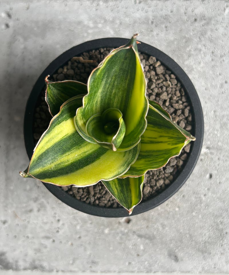 サンセベリア アンダマン 斑入「Sansevieria Andaman Variegated