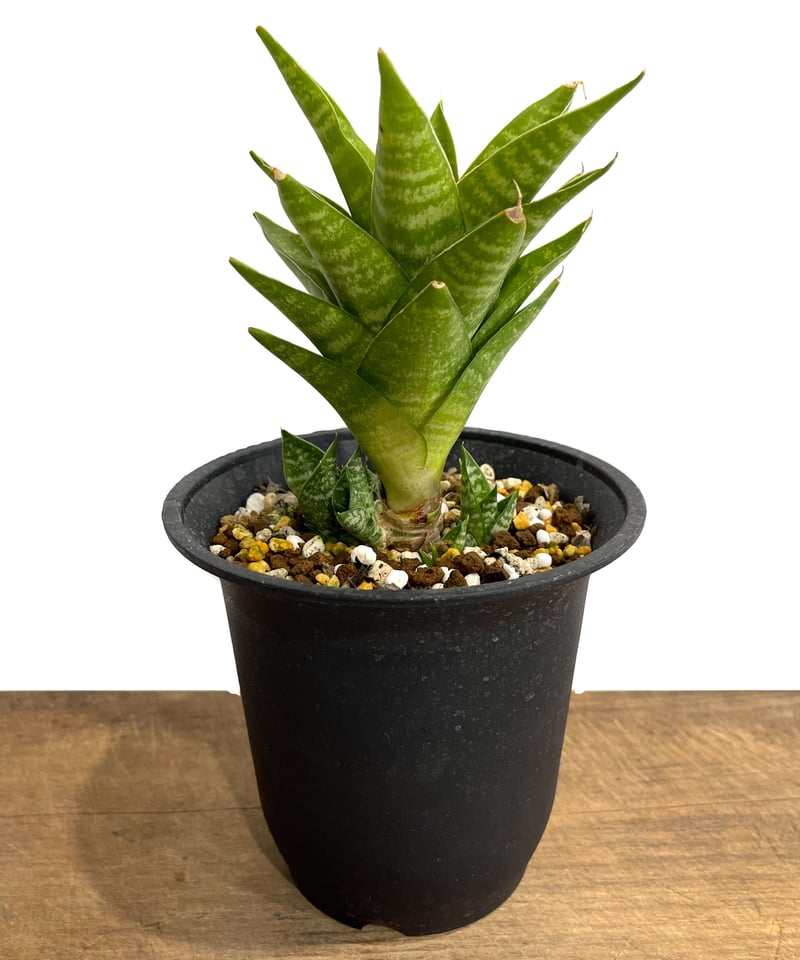 ご*ん様 ③ 【極上SSS級】 サンスベリア タワー 斑入り インドネシア