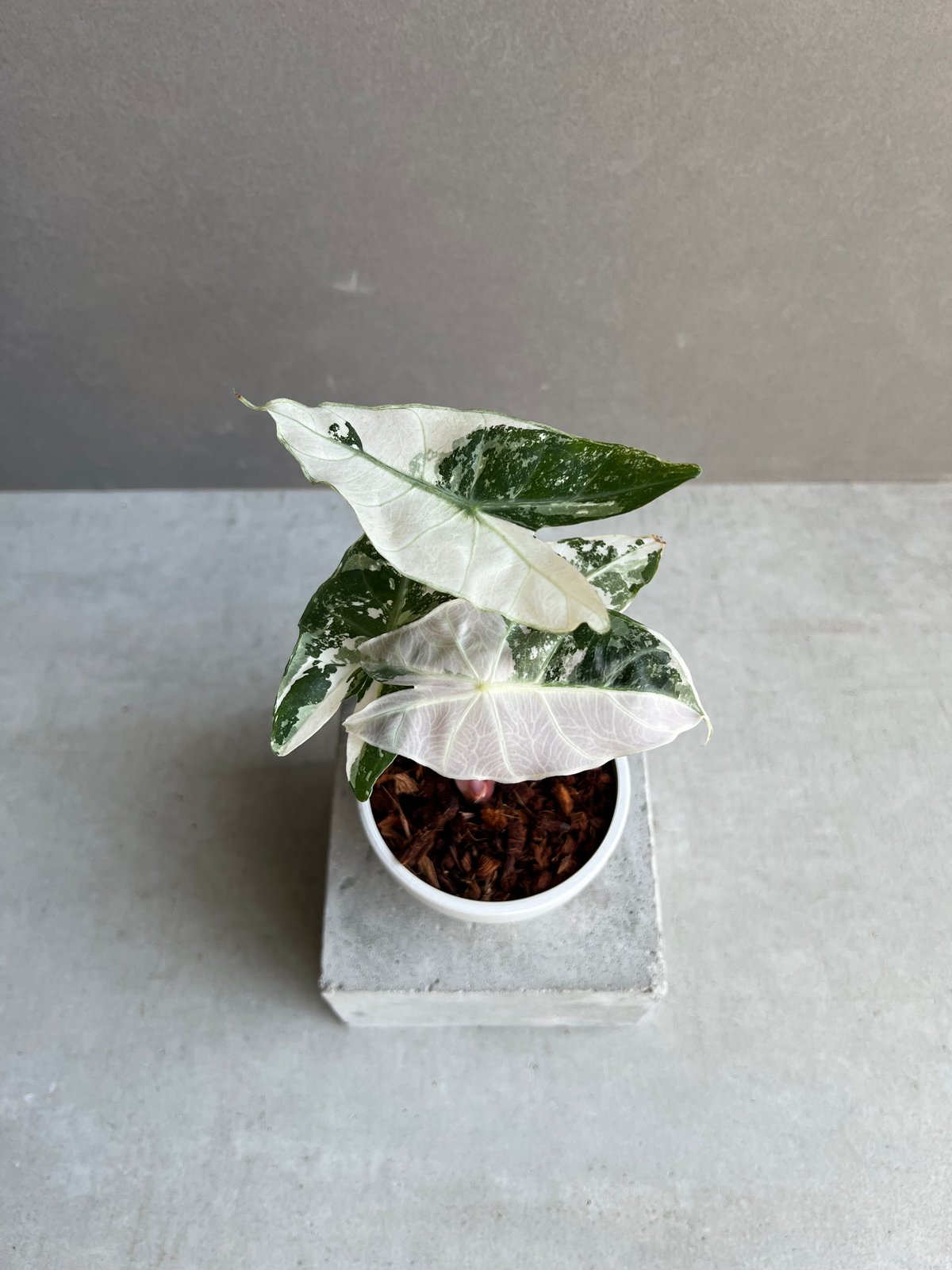 アロカシア アズラニー ピンク アルボ アロカシア アズラニー アルボ│Alocasia azlanii albo│観葉