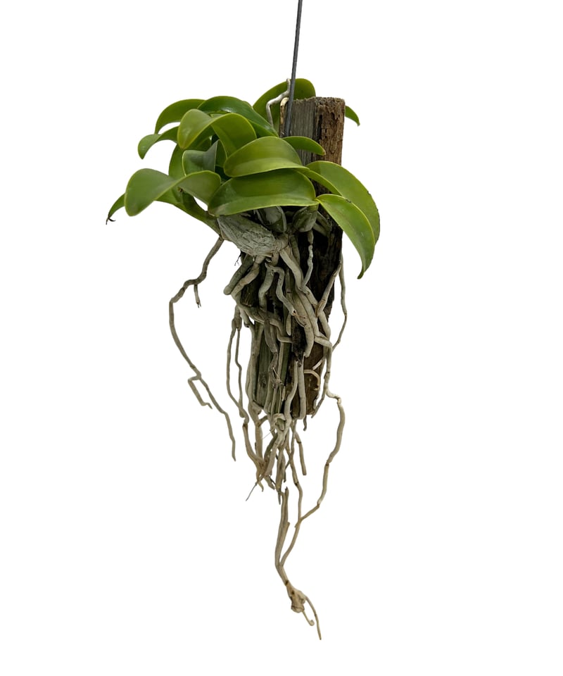 カトレア ノビリオール アマリア 「Cattleya nobilior var. amalia