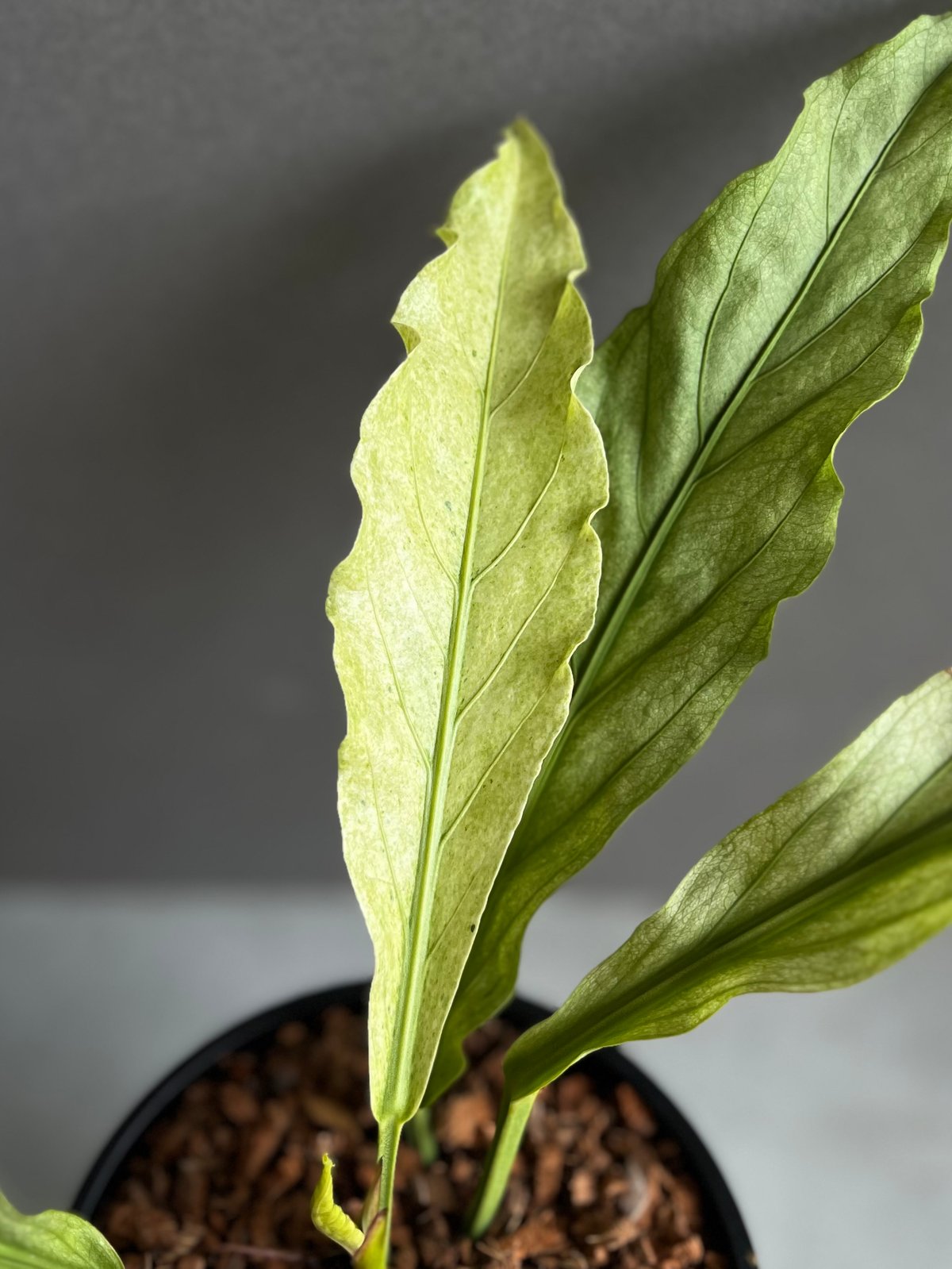 アンスリウム プロウマニー ミント 斑入 「Anthurium Plowmanii Mint