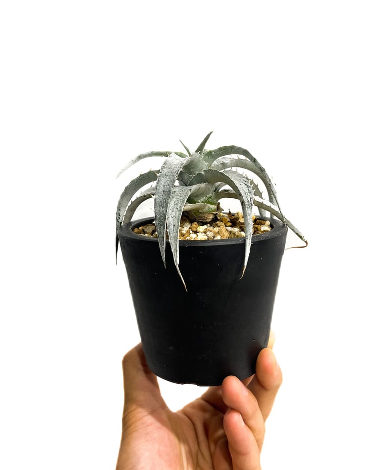 ディッキア マセドイ ホワイト クローン「Dyckia macedoi white clone