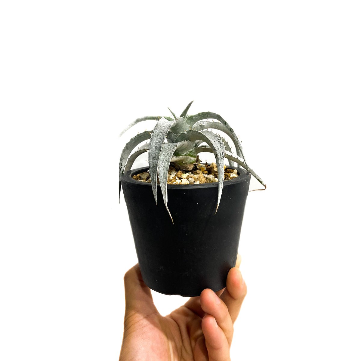 ディッキア マセドイ ホワイト クローン「Dyckia macedoi white clone