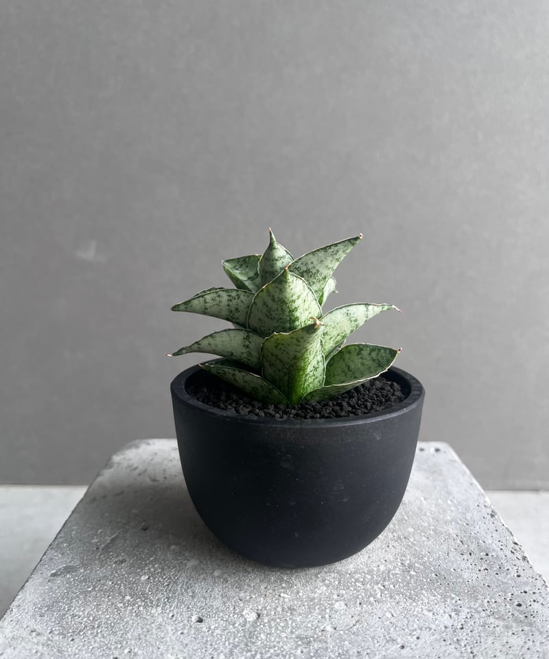 サンセベリア スサノオ 「Sansevieria Susano 'O' (by Unyaman