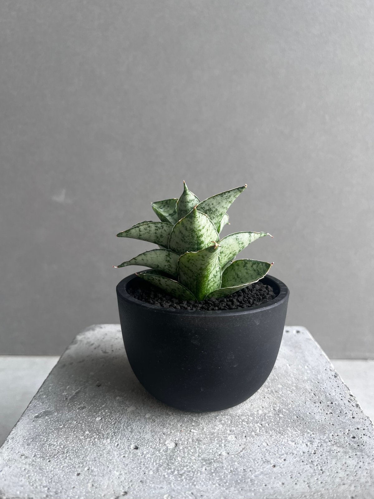 サンセベリア スサノオ 「Sansevieria Susano 'O' (by Unyaman