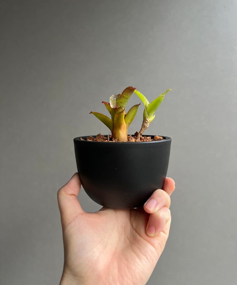 Neoregeliaセット　① Yahoo!オークション - First Sale ネオレゲリア Neoregelia