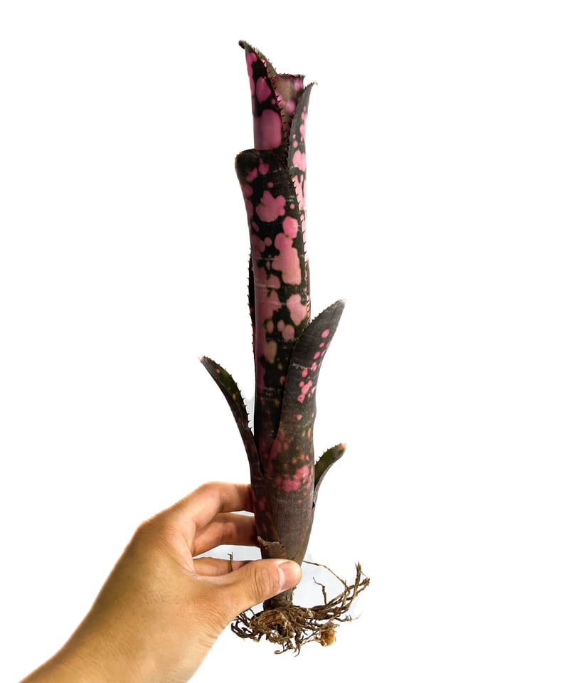 ビルベルギア インセンディアリー デライト「Billbergia