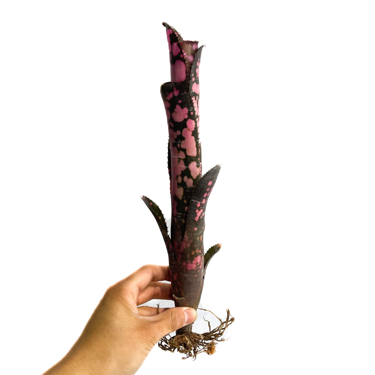 ブロメリア・エアープランツ Billbergia 'Incendiary delight' B0193 Billbergia Incendiary Delight【artPLANTs】ビルベルギア