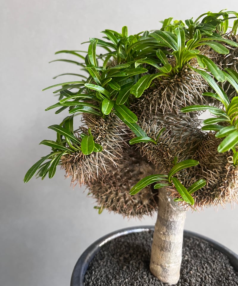 パキポディウム ラメリー 綴化 +YON-HACHI (Masaki Tomabechi)