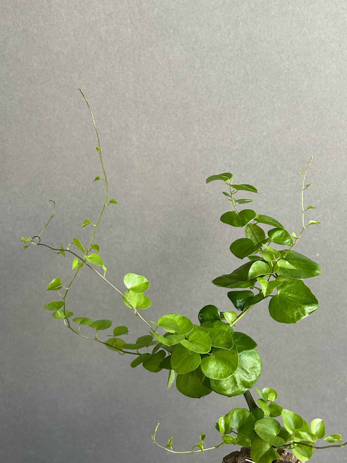 亀甲竜(ディオスコレア エレファンティペス) 「Dioscorea elephantipes