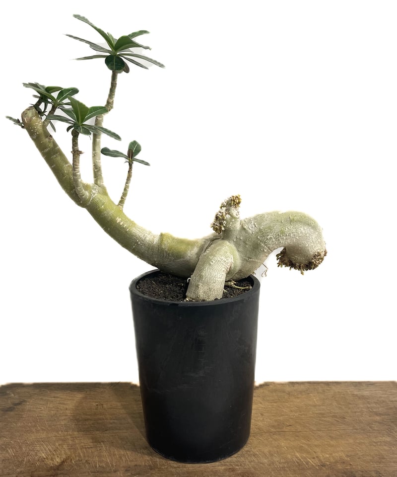 アデニウム オベスム Adenium obesum アデニウム オベスム 「Adenium obesum 」3/29-222 | SHOUCHI