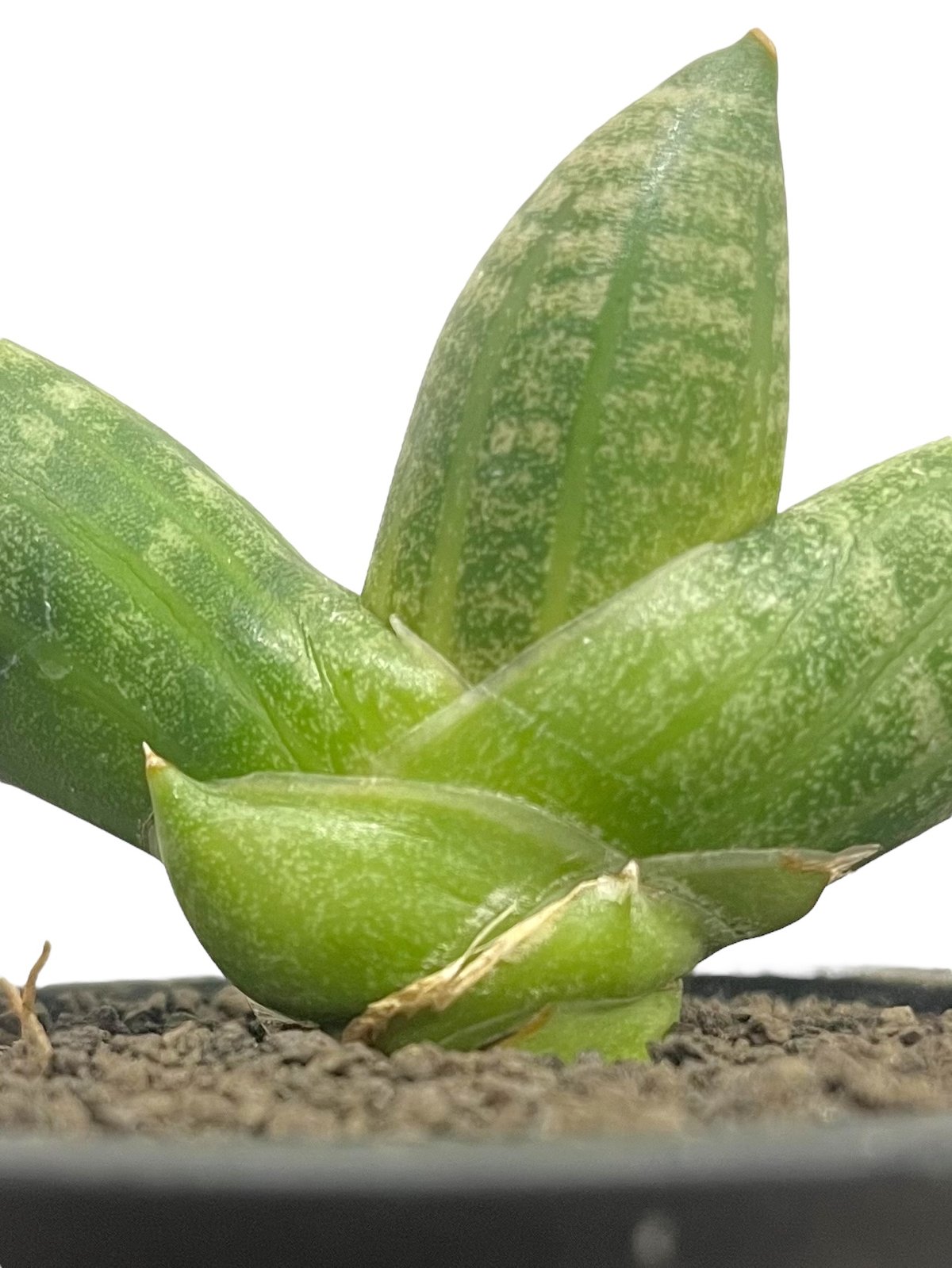 サンセベリアミーナ 「Sansevieria Meena」40Q | SHOUCHIKUEN