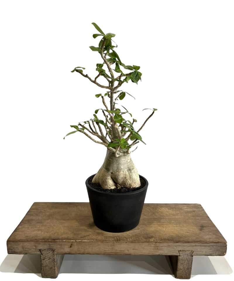 アデニウム アラビカム “選抜個体” 「Adenium arabicum “Select”」9