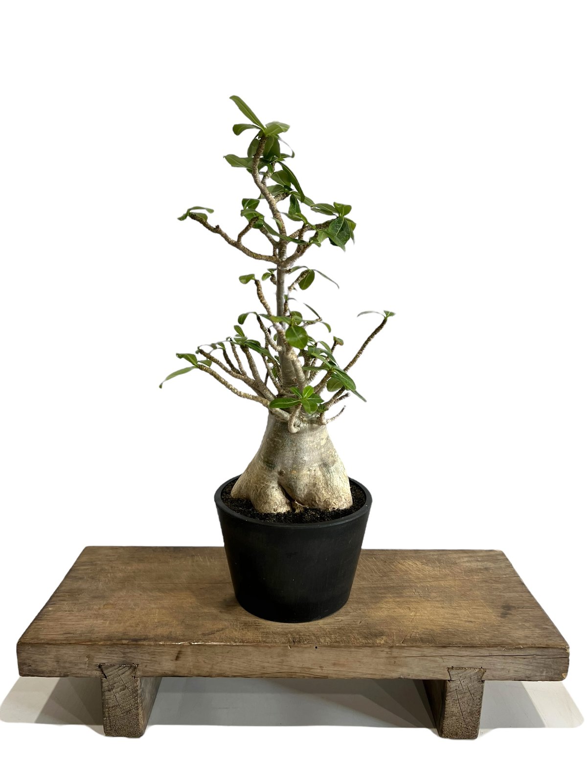 アデニウム アラビカム “選抜個体” 「Adenium arabicum “Select”」9