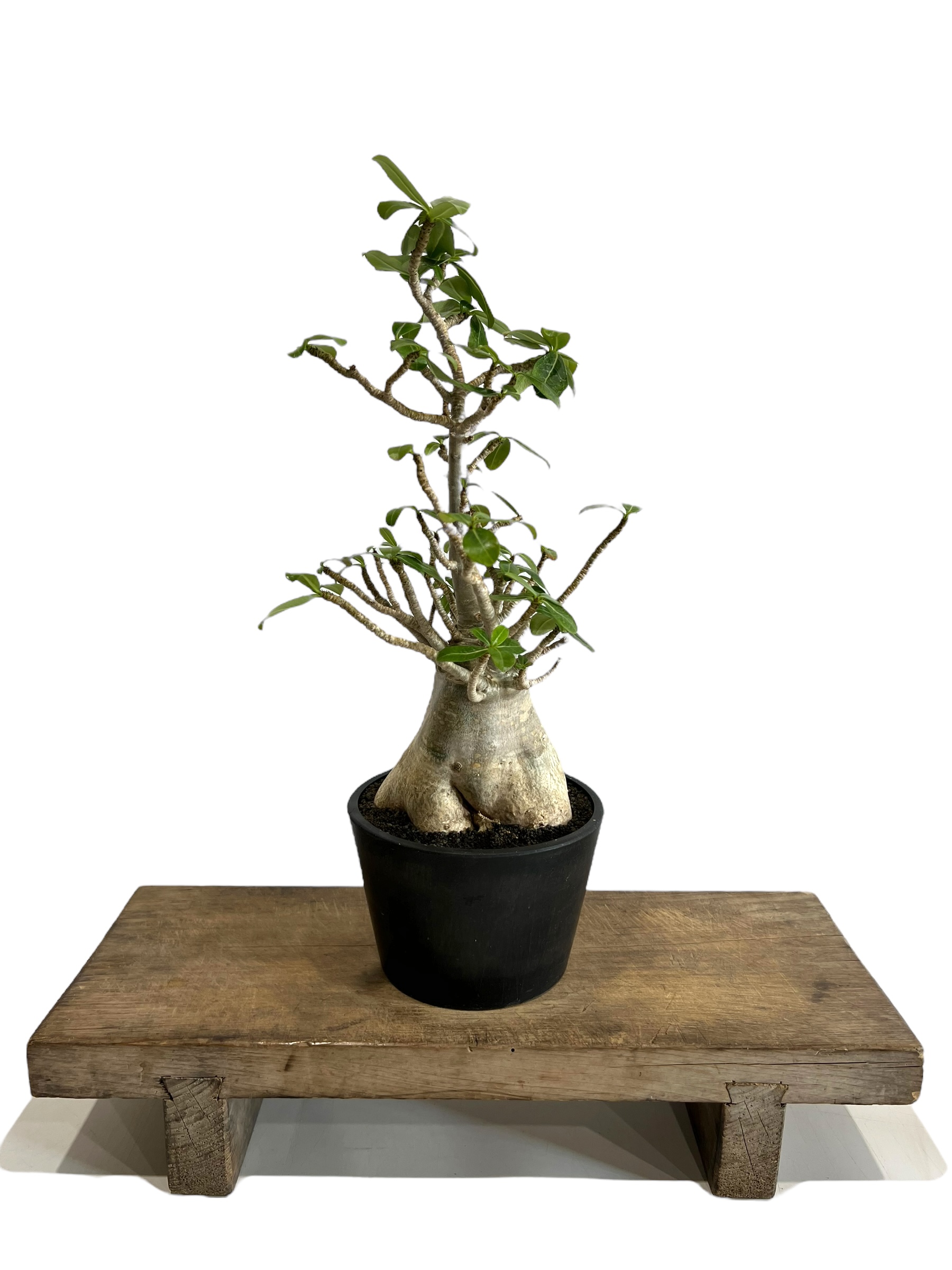アデニウム アラビカム “選抜個体” 「Adenium arabicum “Select”」9