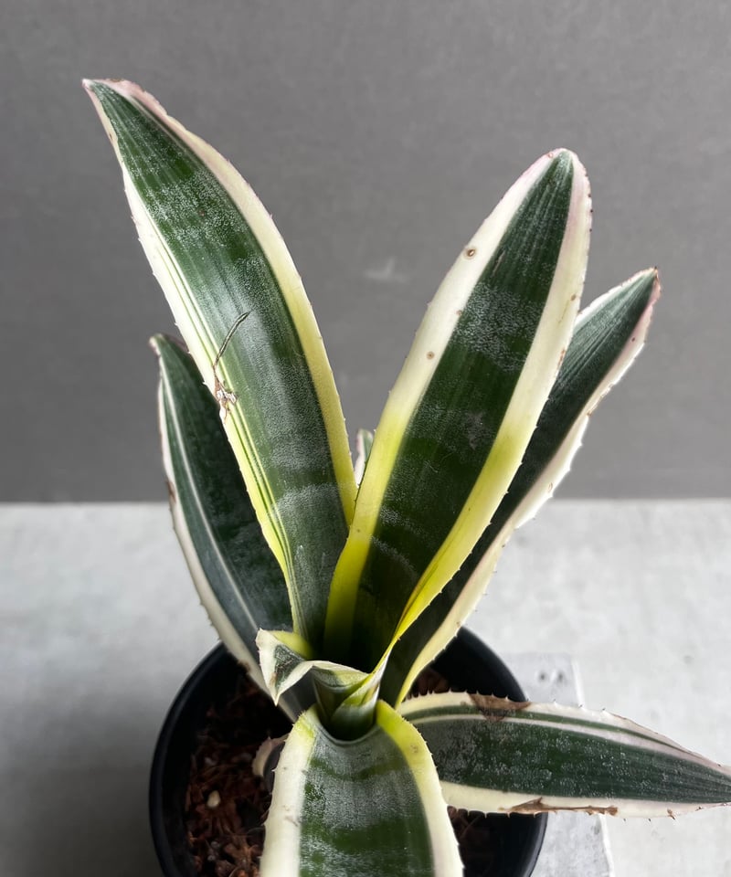 エクメア オットー 「Aechmea Otto」4A | SHOUCHIKUEN