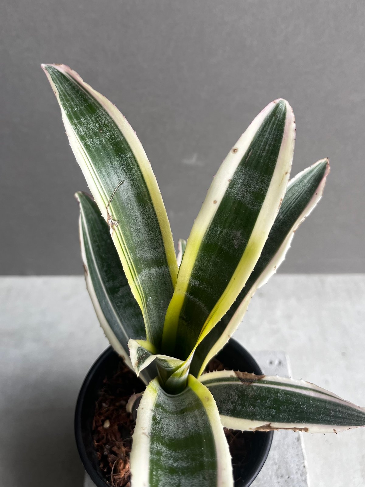 エクメア オットー 「Aechmea Otto」4A | SHOUCHIKUEN