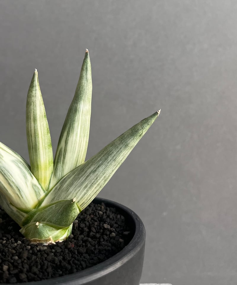 サンセベリア 雪女(ユキオンナ) 「Sansevieria Yuki Onna」24F | S