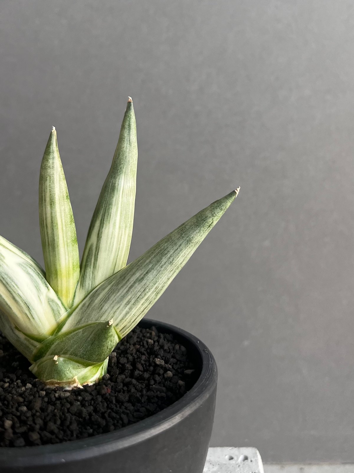 サンスベリア ユキオンナ ① サンセベリア sansevieria fit=scale-down,w=1200