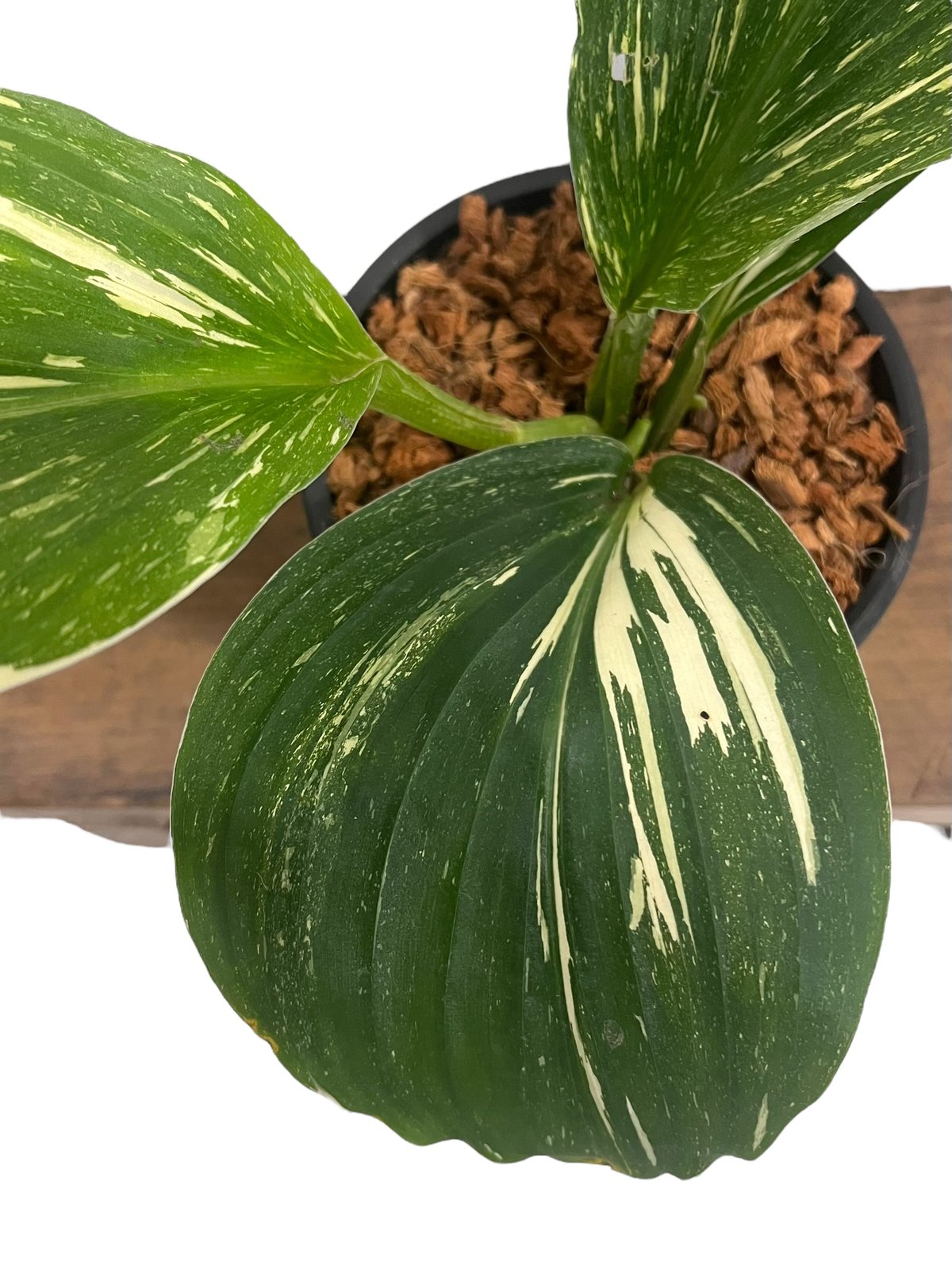 ケンフェリア sp. 斑入 「Kaempferia sp. Variegated」54V |