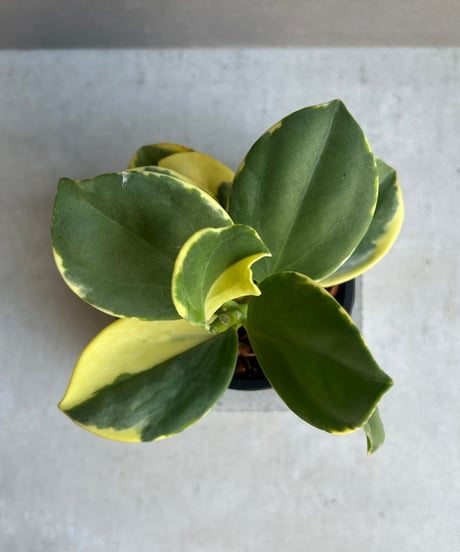 在庫ラスト　中苗　レア　ホヤ アルゲンティア プリンセス サクララン　美株 在庫ラスト レア ホヤ アルゲンティア プリンセス サクララン 美