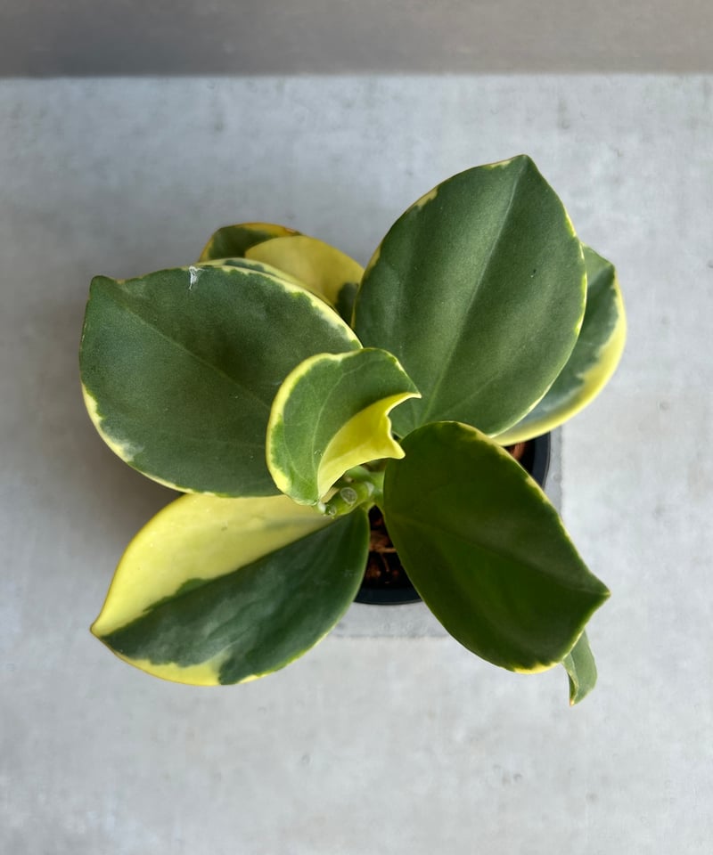 ホヤ パキクラーダ アルボマルギナータ「Hoya pachyclada albomargina