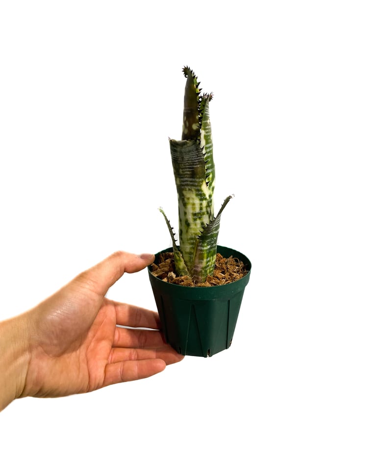 ビルベルギア ドミンゴス マーティンス「Billbergia Domingos