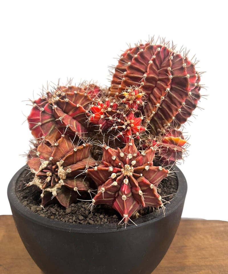 ギムノカリキウム ミハノビッチ 選抜個体 「Gymocalycium Mihaovichii