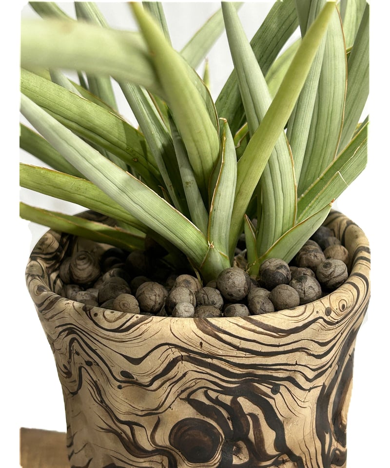 サンセベリア ダンシング ドラゴン +pmp「Sansevieria Dancing サンセベリア ダンシング ドラゴン +pmp「Sansevieria Dancing