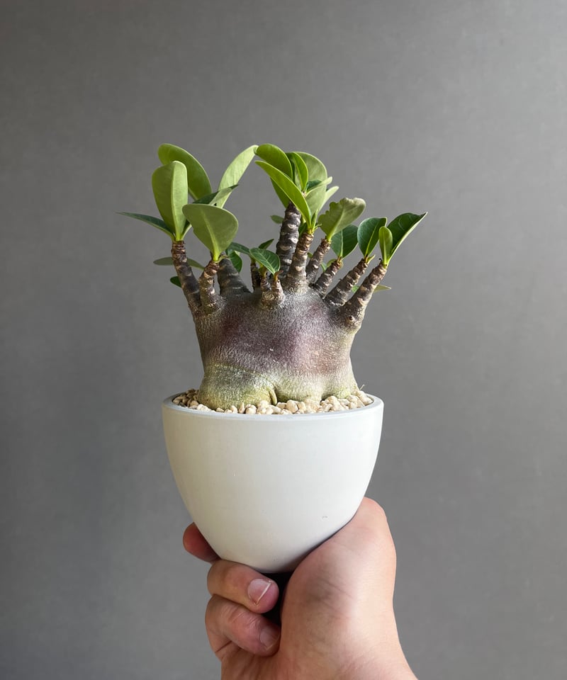 アデニウム アラビカム スーパー ドワーフ “ブラック” 「Adenium