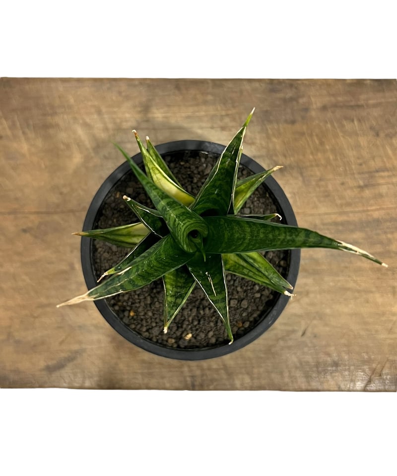 サンスベリア Sansevieria Manny Pacquiao​ v サンスベリア Sansevieria Manny Pacquiao​ v Sansevieria