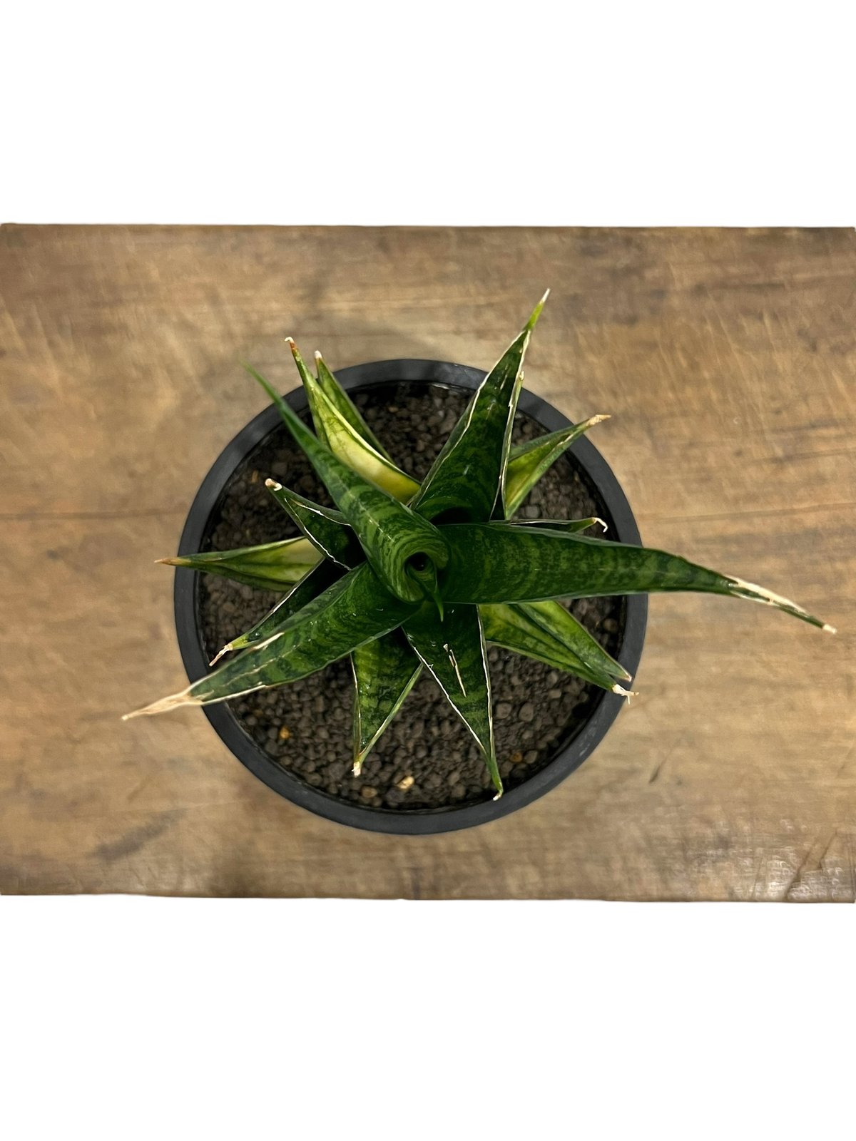 サンスベリア マニーパッキャオ 斑入 サンセベリア マニー パッキャオ 斑入 Sansevieria Manny