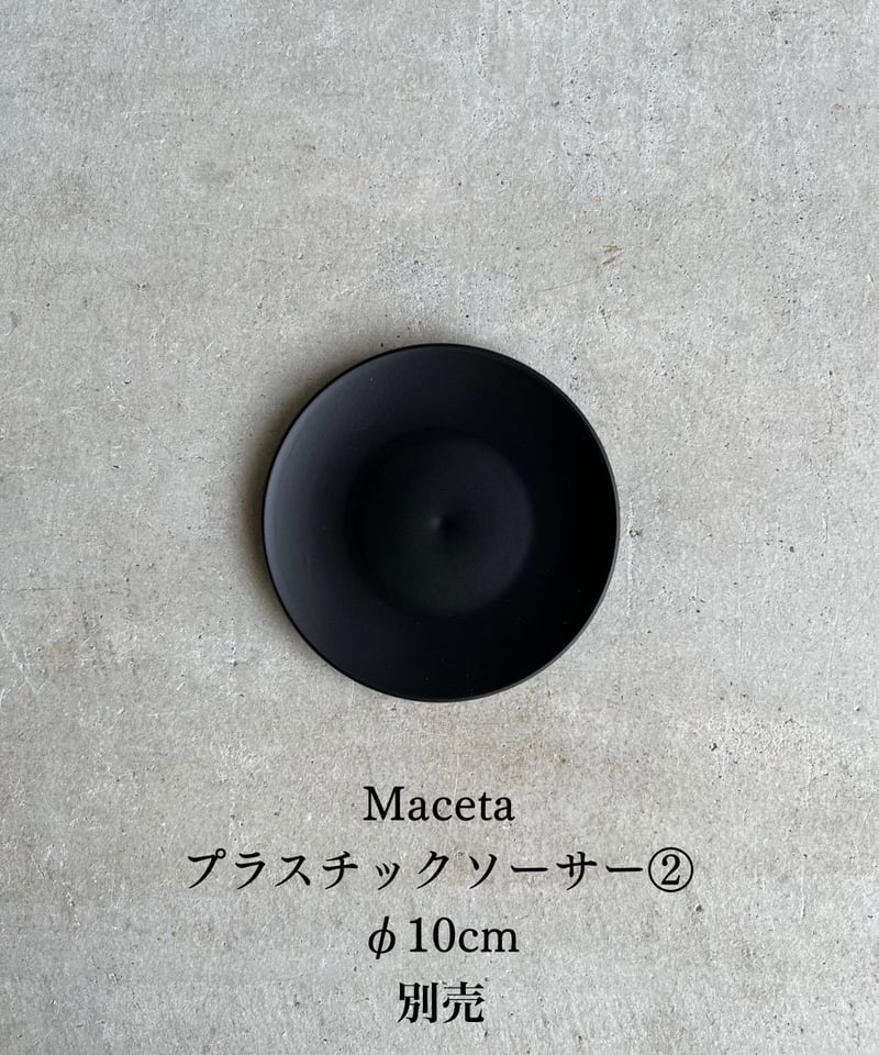 ビカクシダ リドレイ “パカラン”「Platycerium ridleyi “Pakarang