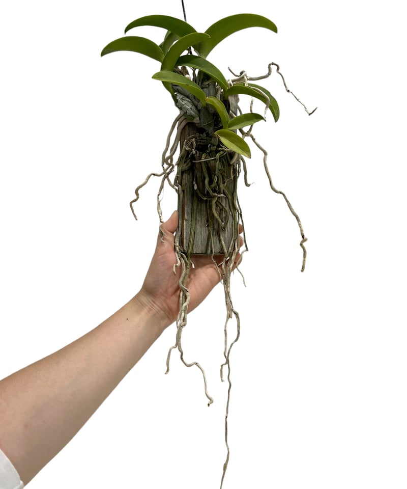 カトレア ノビリオール アマリア 「Cattleya nobilior var. amalia