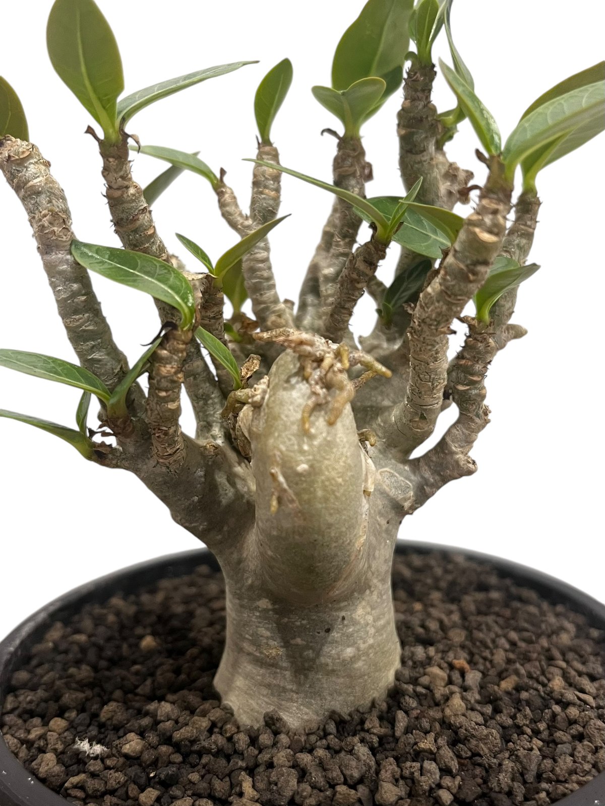 アデニウム オベスム “選抜個体” 「Adenium obesum “Select!」76U