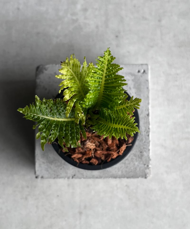 ブレクナム ギッバム ドワーフ 「Blechnum gibbum Dwarf 」59A ブレクナム ギッバム ドワーフ 「Blechnum gibbum Dwarf 」59A