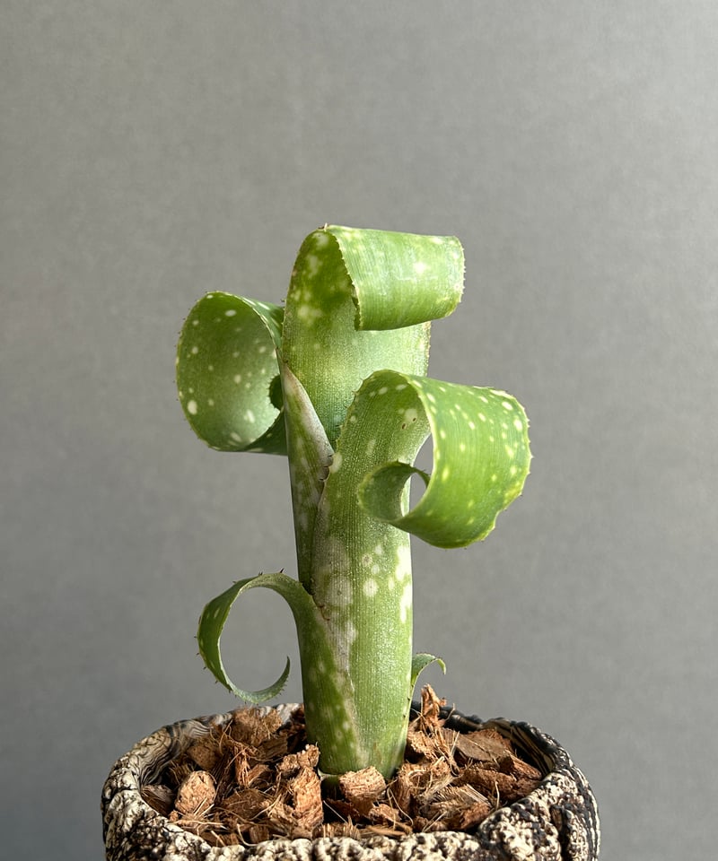 ビルベルギア レプトポーダ+ plantsmonsters pot 「Billbergia l