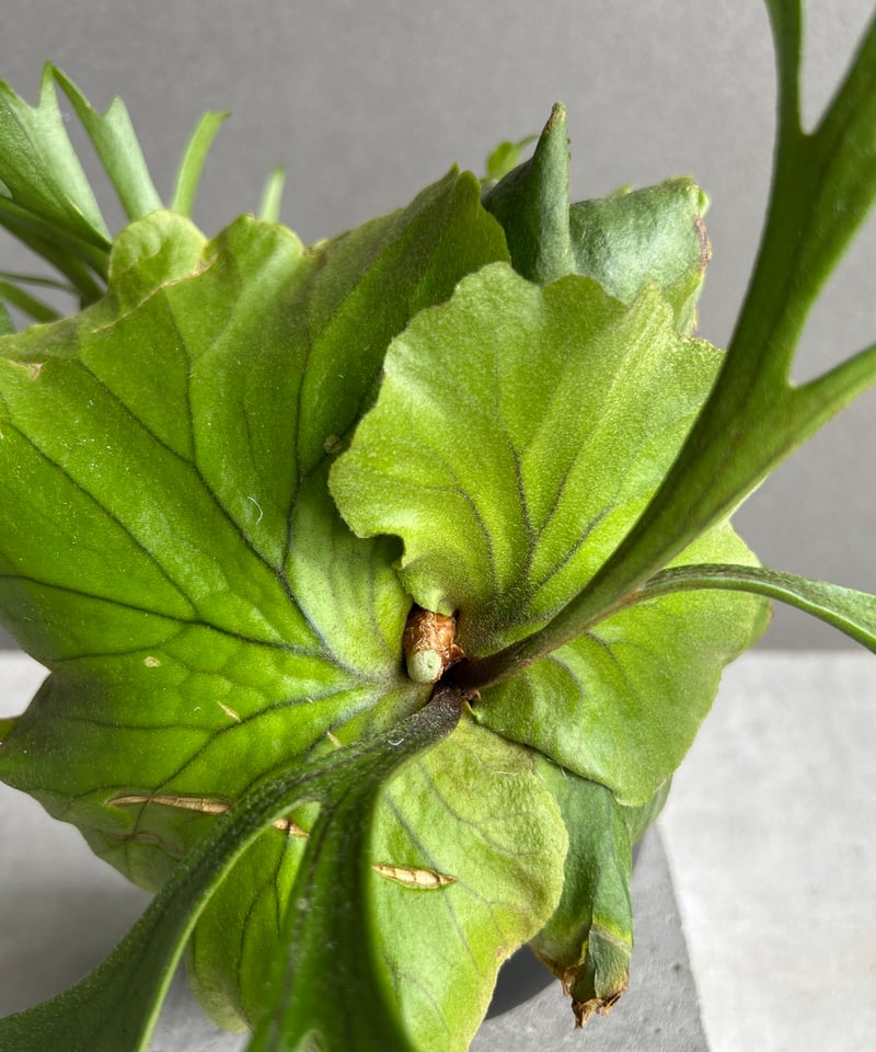 ビカクシダ キッチャクード細葉 「Platycerium kitshakood thin l