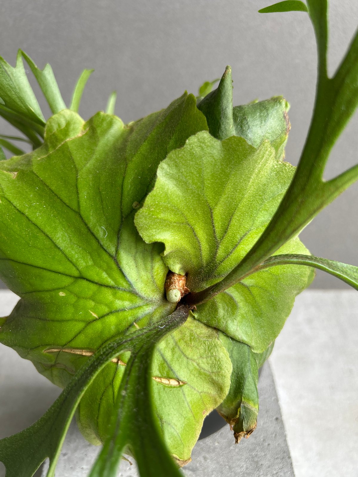 ビカクシダ キッチャクード細葉 「Platycerium kitshakood thin l