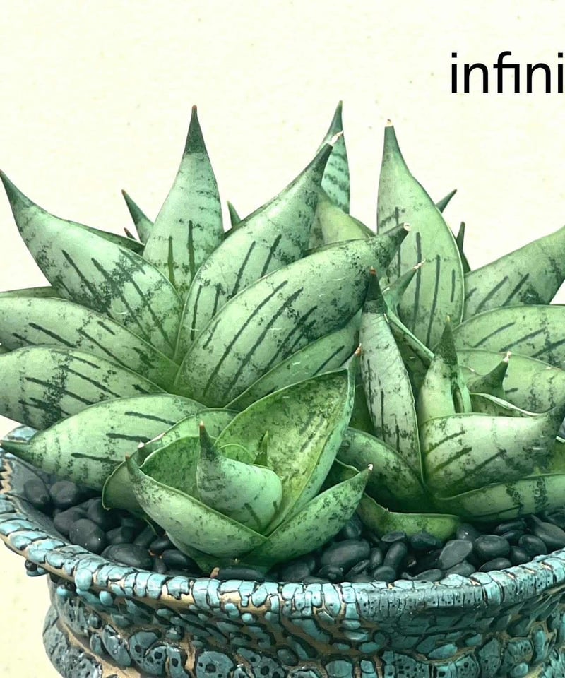 EMP サンセベリア Infinity ♾️ サンセベリア インフィニティ「Sansevieria Infinity 」57I | SHOU