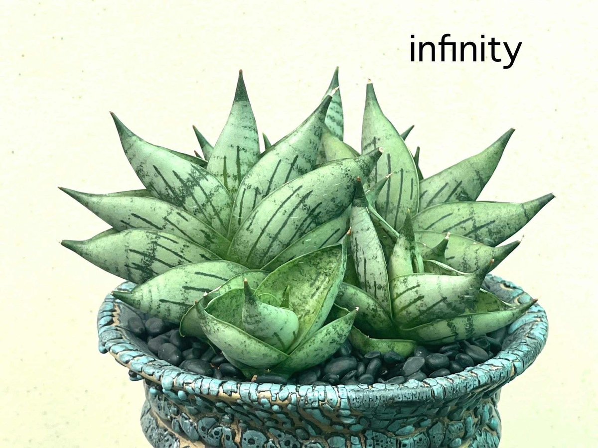サンセベリア インフィニティ「Sansevieria Infinity 」57I | SHOU