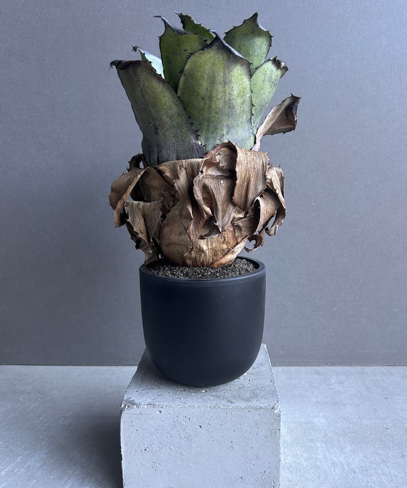 イ*ワ様 ★　エキノドルス　ホレマニー　ヴェルデ　☆ エキノドルス ホレマニー ヴェルデ産【レヨンベールアクア】