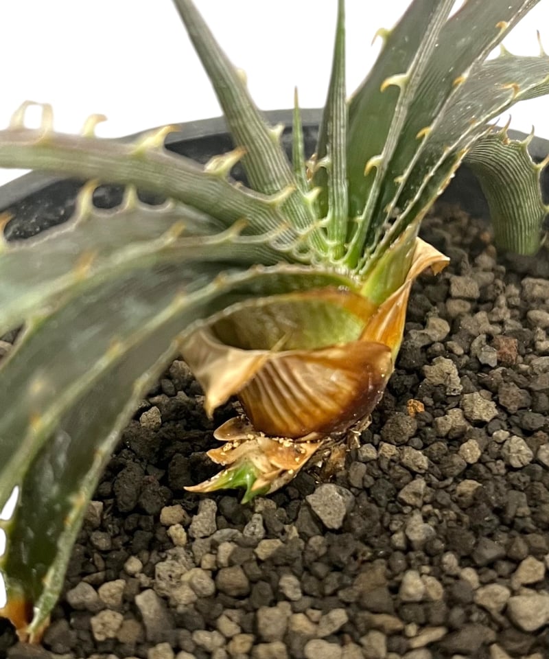 ディッキア スマイル (ドワーフタイプ エステべシー ハイブリッド