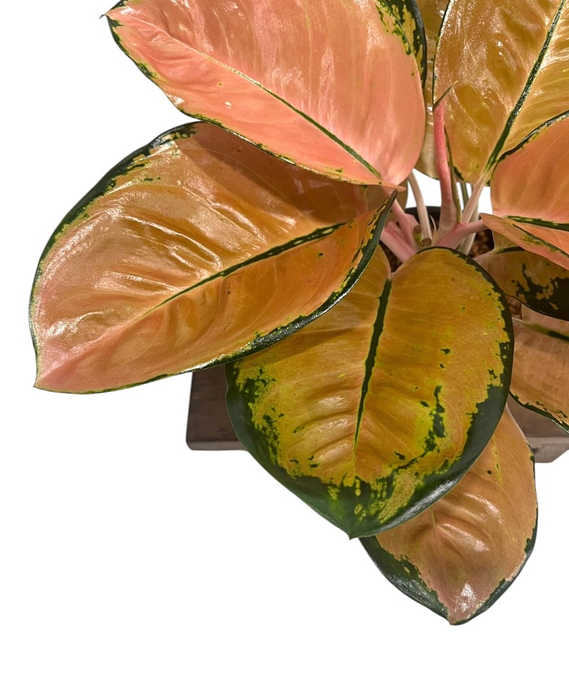 アグラオネマ スターバックス 「Aglaonema Starbucks 」92U | SHO