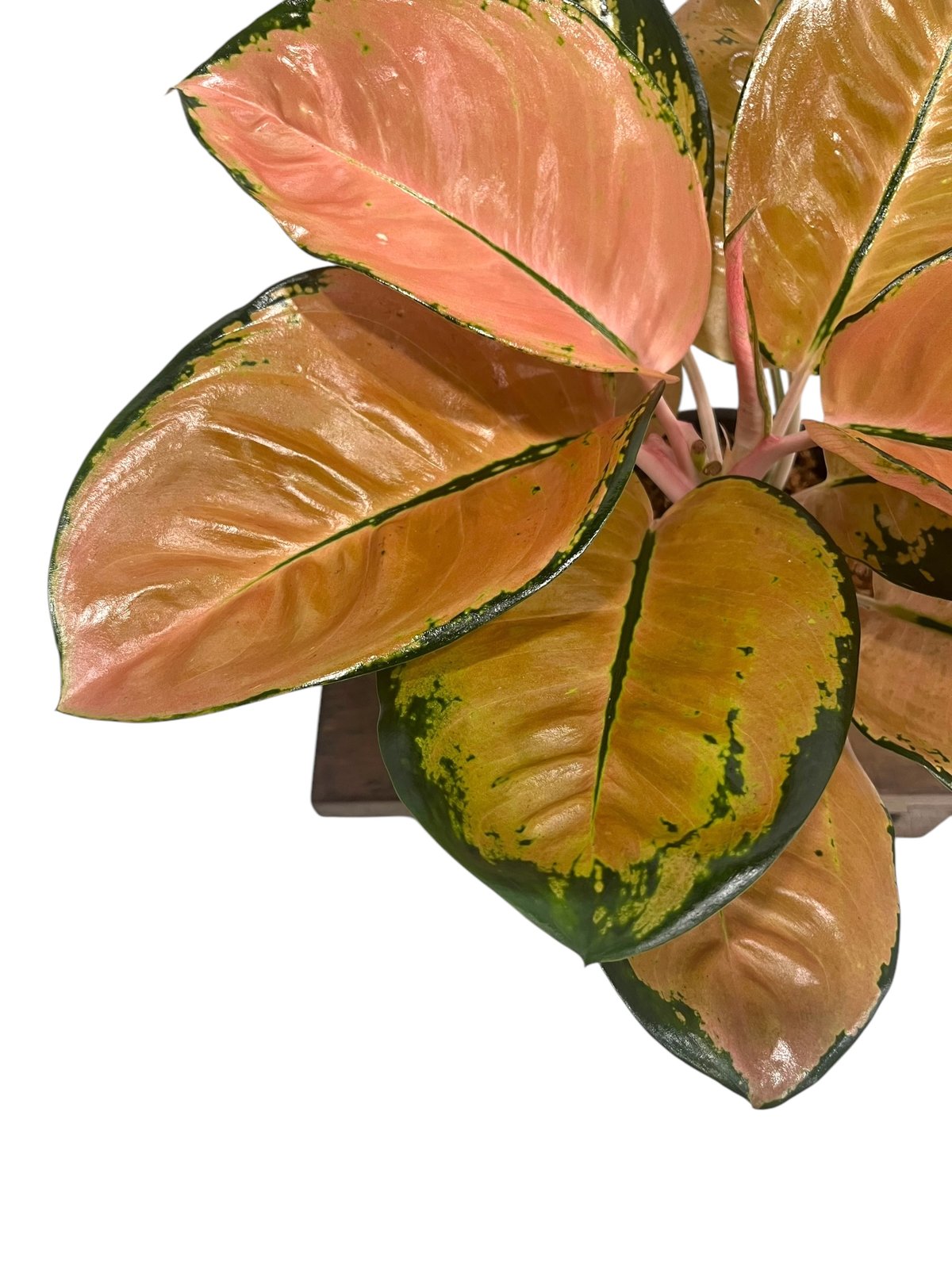 50%OFF！！アグラオネマ　スターバックス　購入価格24200円写真参照 アグラオネマ スターバックス「Aglaonema Starbucks」3/23-199