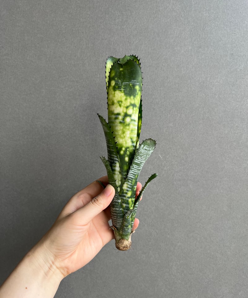 ビルベルギア ドミンゴス マーティンス 「Billbergia Domingos Martin