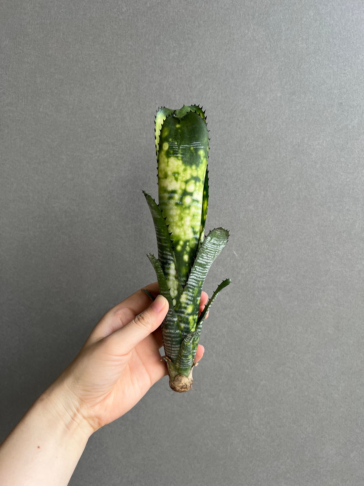 ビルベルギア　ドミンゴス　マルティンス　リサタグ付き　子株付き Billbergia vittata 'Domingos Martins'（ビルベルギア